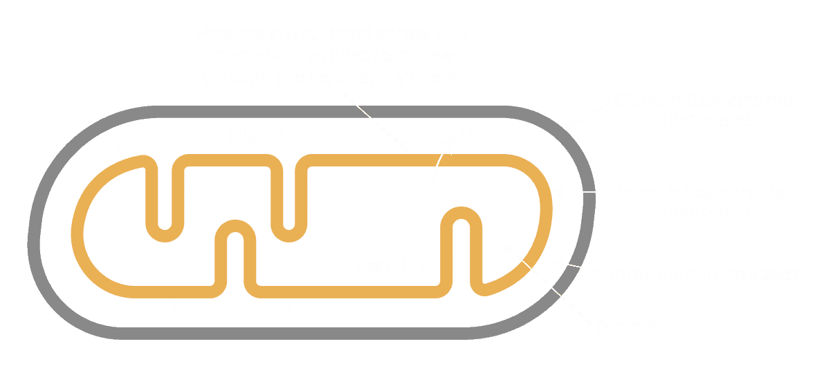Mitochondria Dark Mode