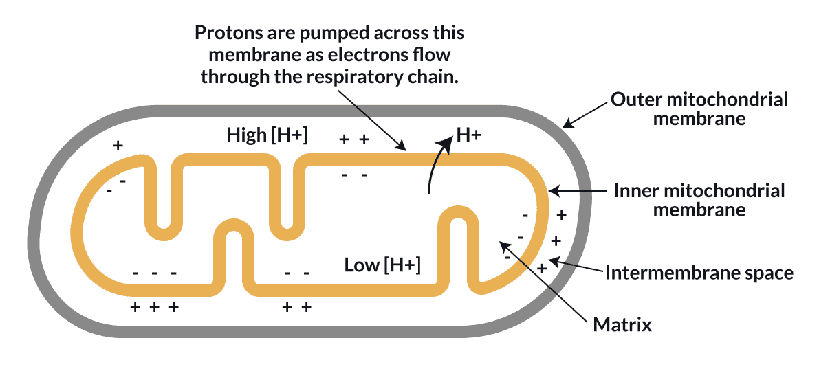Click to enlarge Mitochondria Dark Mode