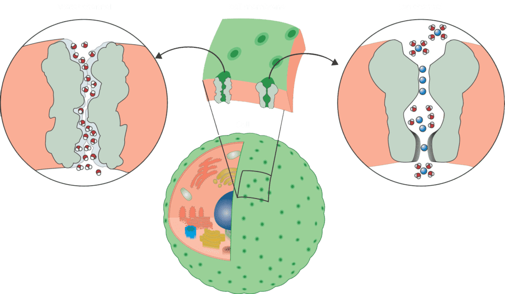 Water and ion channel diagram